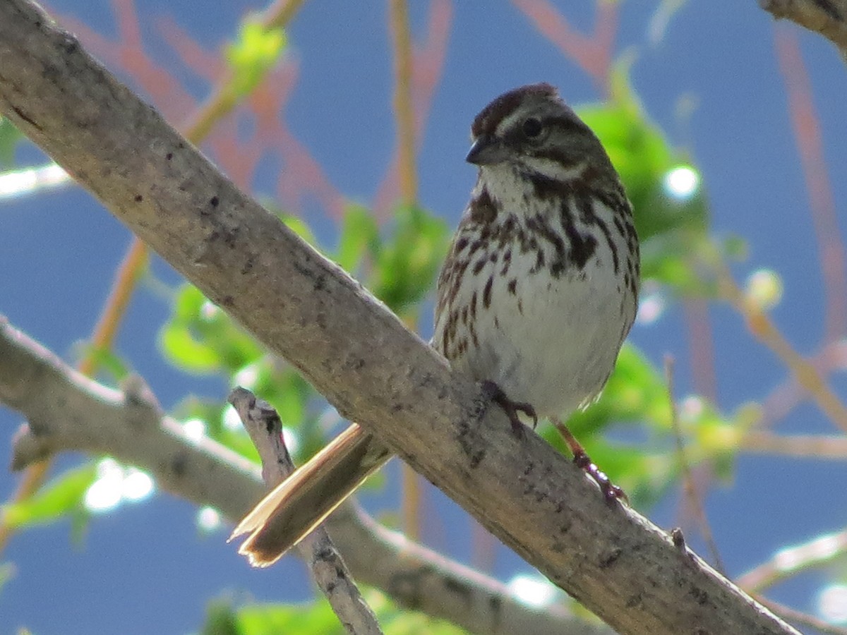 Song Sparrow (montana/merrilli) - Jamie Simmons