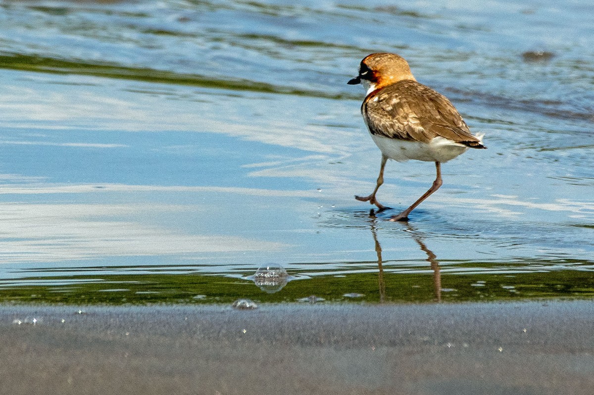 Collared Plover - ML126948211