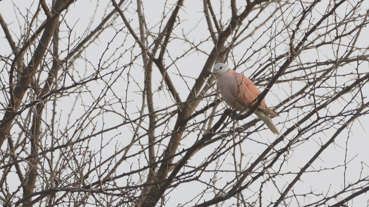 Red Collared-Dove - ML126951681
