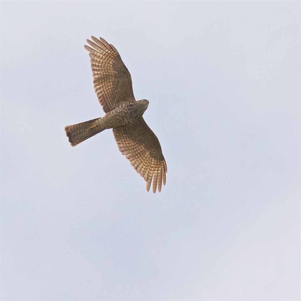 Collared Sparrowhawk - Ed Harper