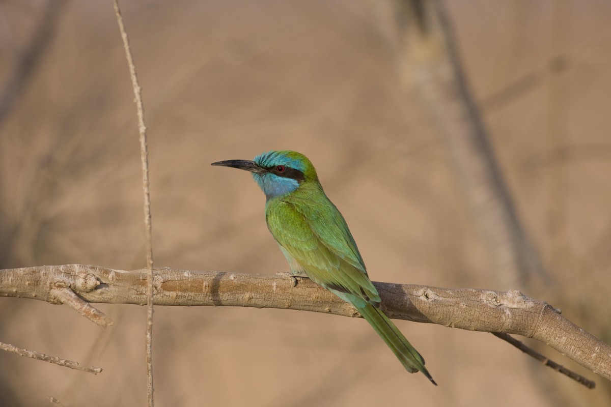 Arabian Green Bee-eater - Raphael Lebrun