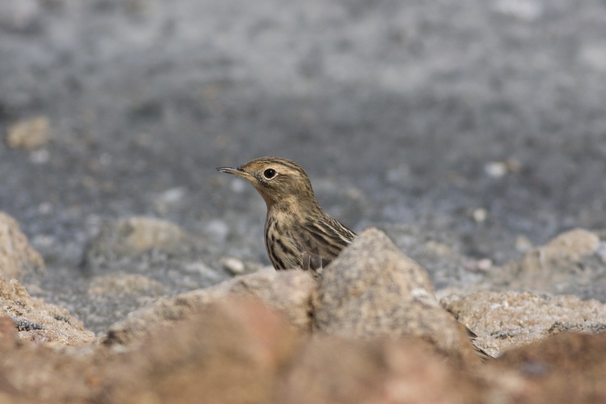 Red-throated Pipit - Raphael Lebrun
