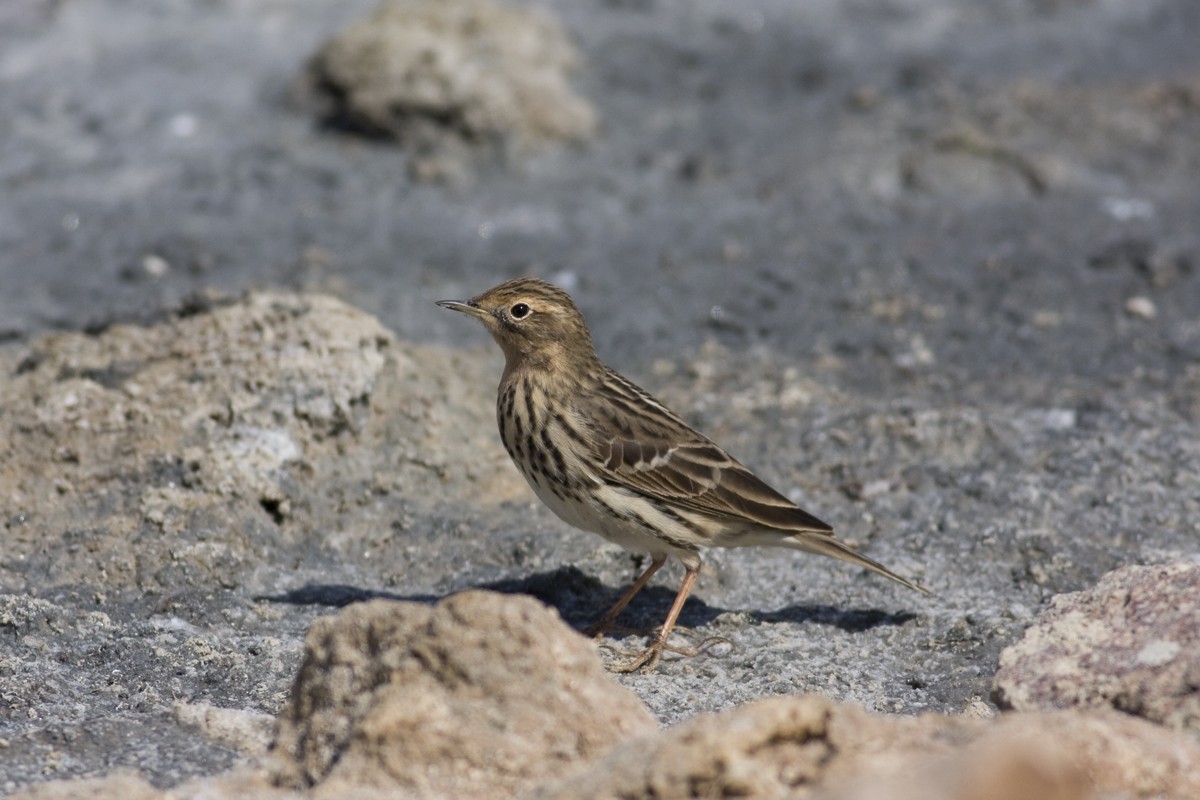 Red-throated Pipit - Raphael Lebrun