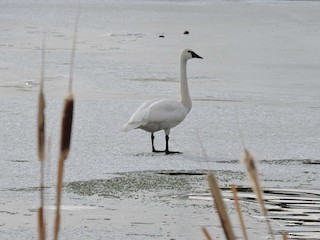 Tundra Swan, ML126953531