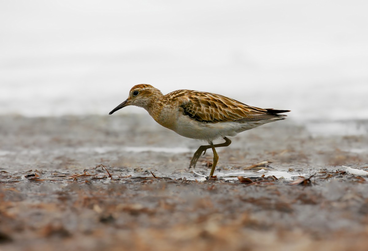 Sharp-tailed Sandpiper - Anonymous