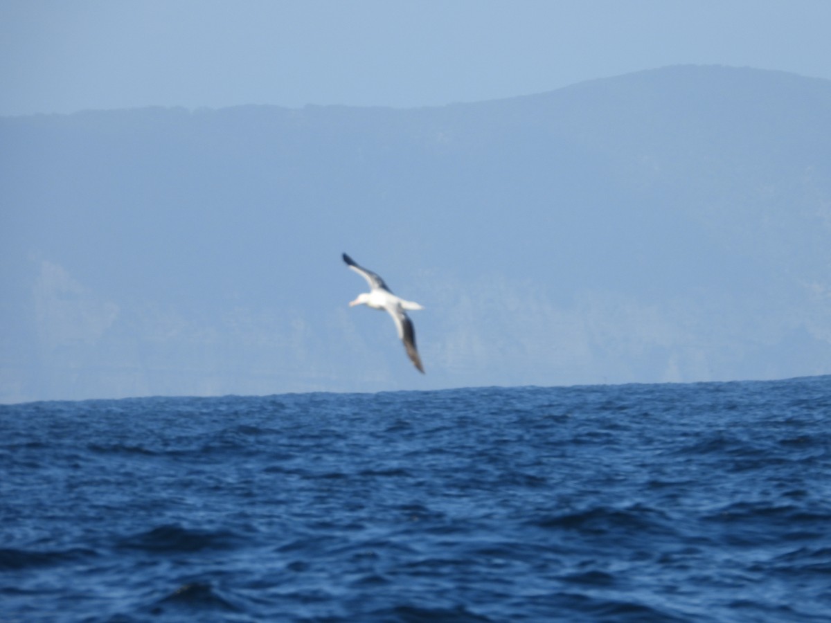 Southern Royal Albatross - Colby Neuman