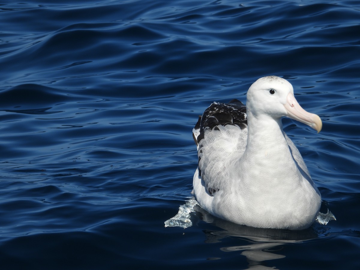 Antipodean Albatross (Gibson's) - Colby Neuman