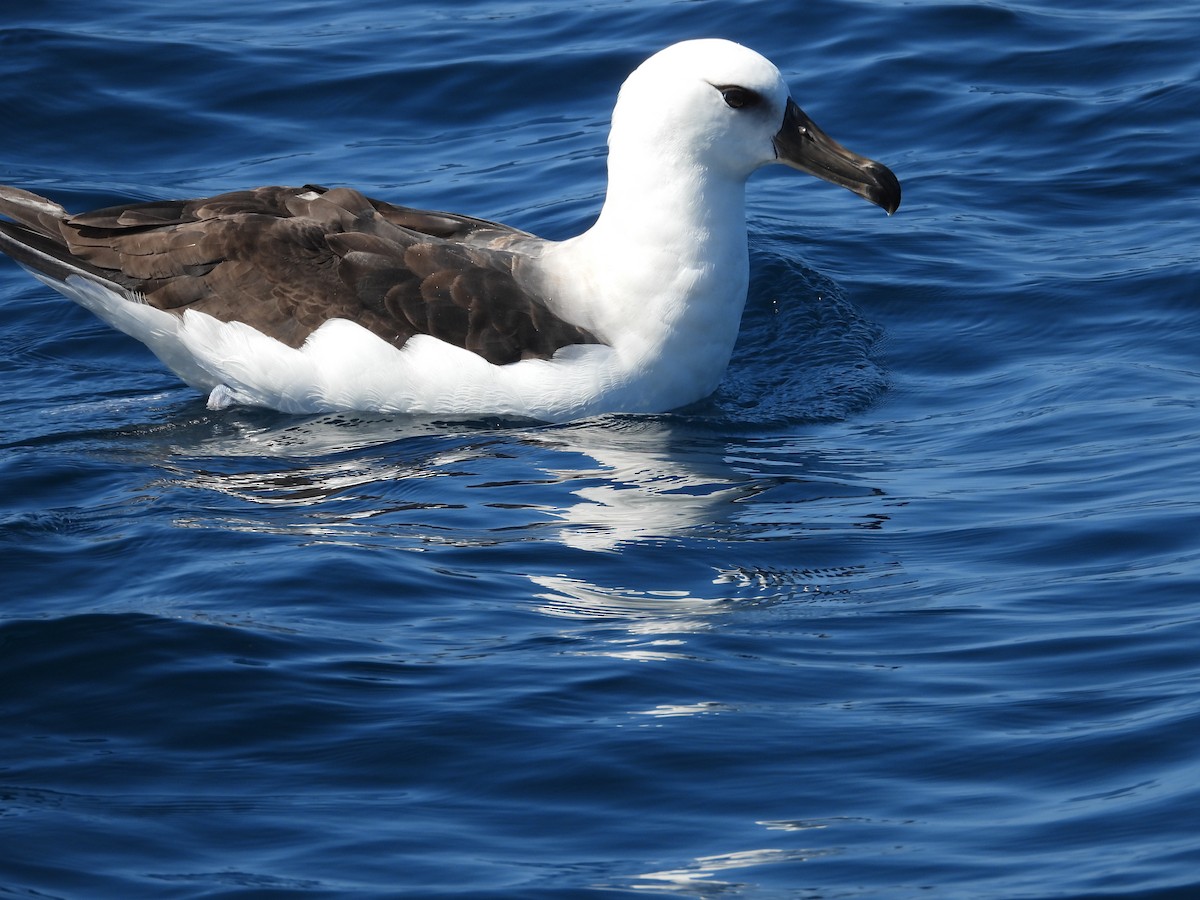 Black-browed Albatross - Colby Neuman