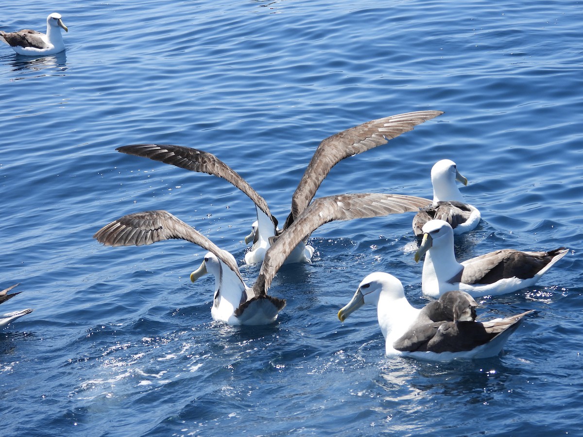 White-capped Albatross - Colby Neuman