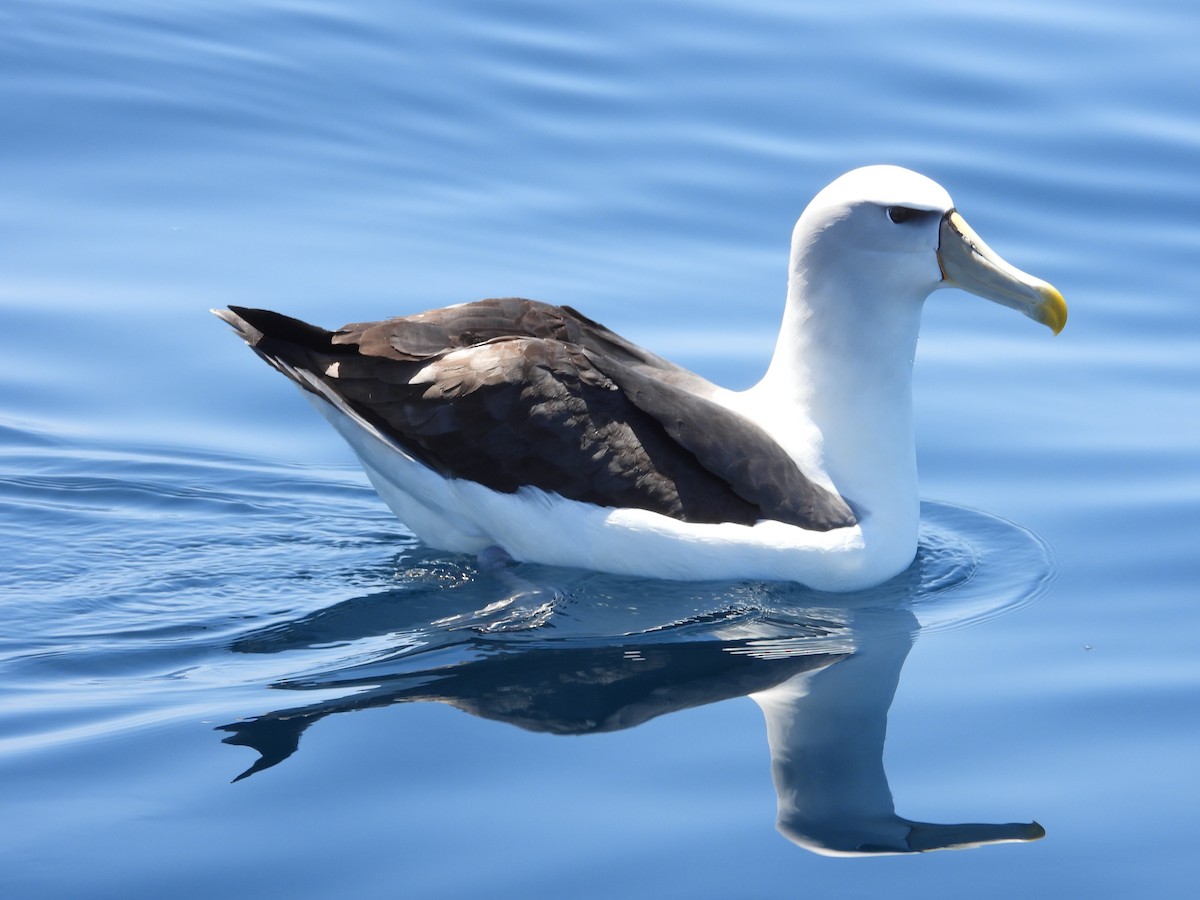 White-capped Albatross - Colby Neuman