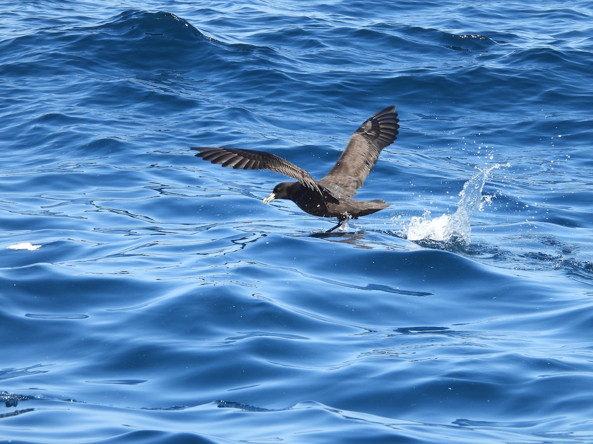 White-chinned Petrel - Colby Neuman