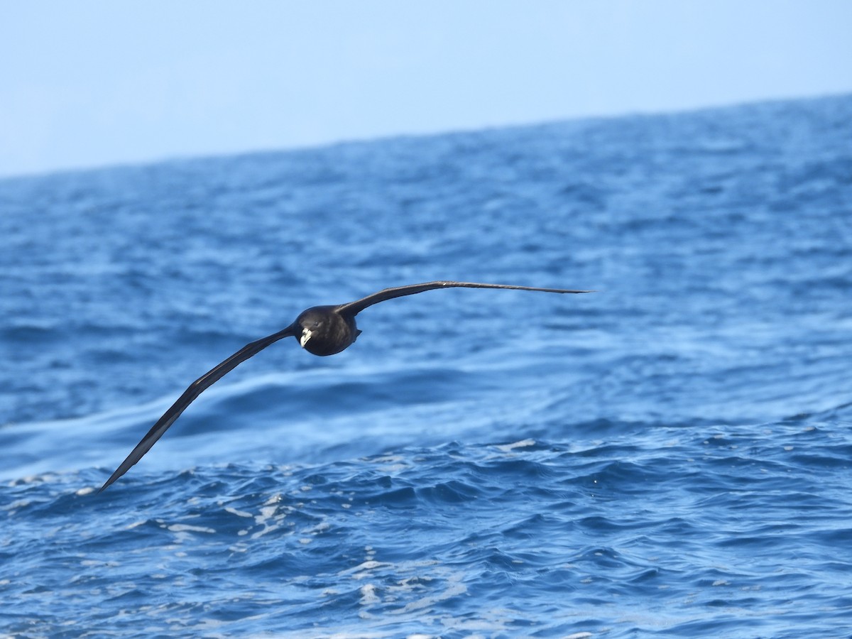 White-chinned Petrel - Colby Neuman