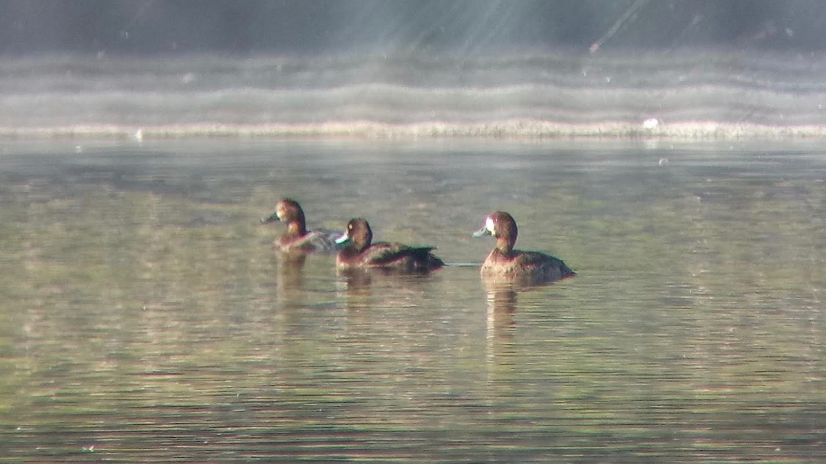Greater Scaup - ML126962391