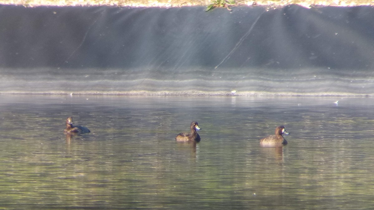 Greater Scaup - ML126962401
