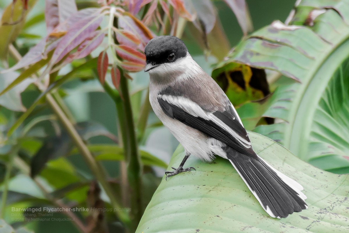 Bar-winged Flycatcher-shrike - Natthaphat Chotjuckdikul