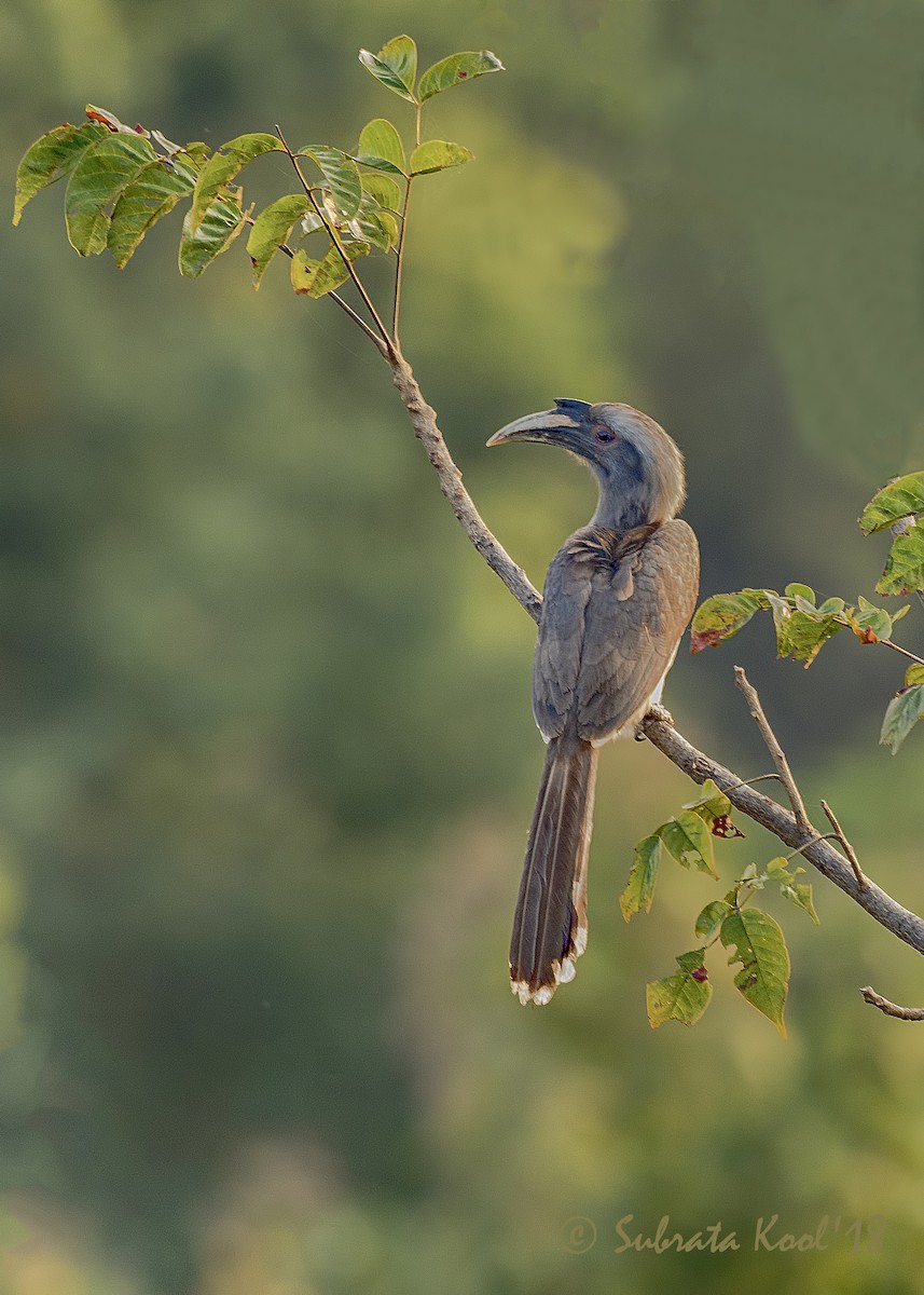 Indian Gray Hornbill - ML126968621