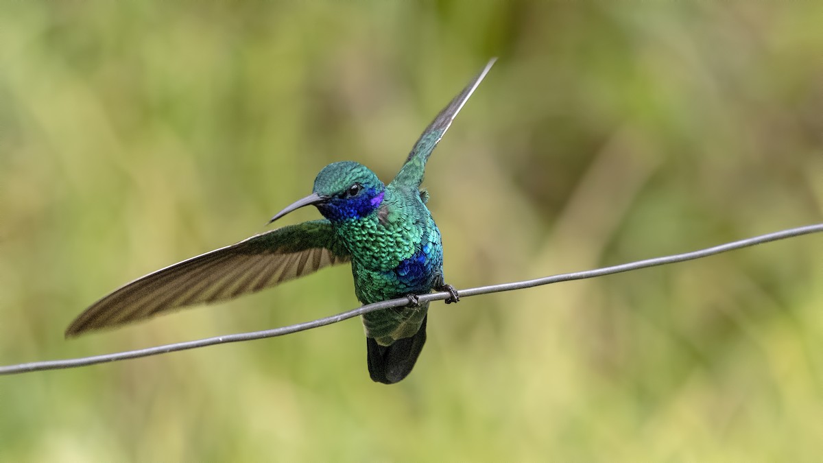 kolibřík modrouchý - ML126971241