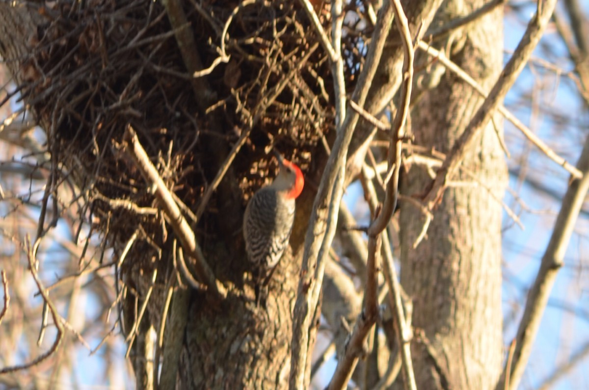 Red-bellied Woodpecker - Nancy Houlihan