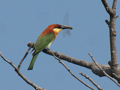 Chestnut-headed Bee-eater - ML126974381