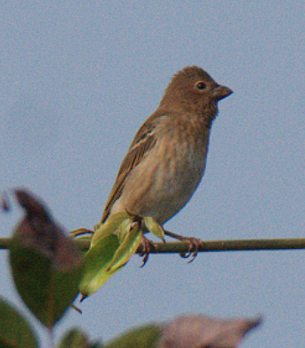 Common Rosefinch - Fareed Mohmed
