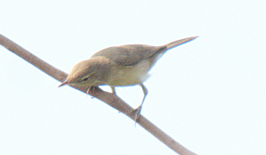 Sykes's Warbler - Fareed Mohmed