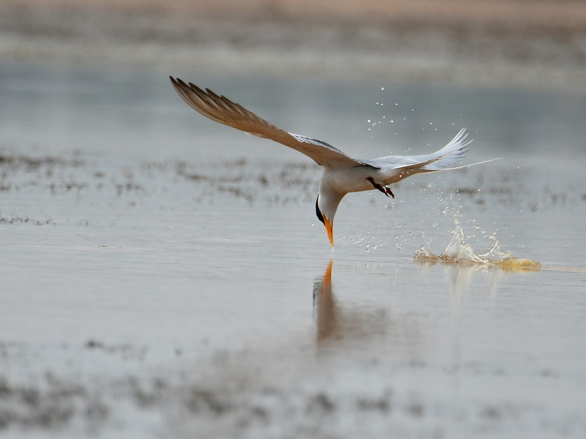 River Tern - Anoop CR