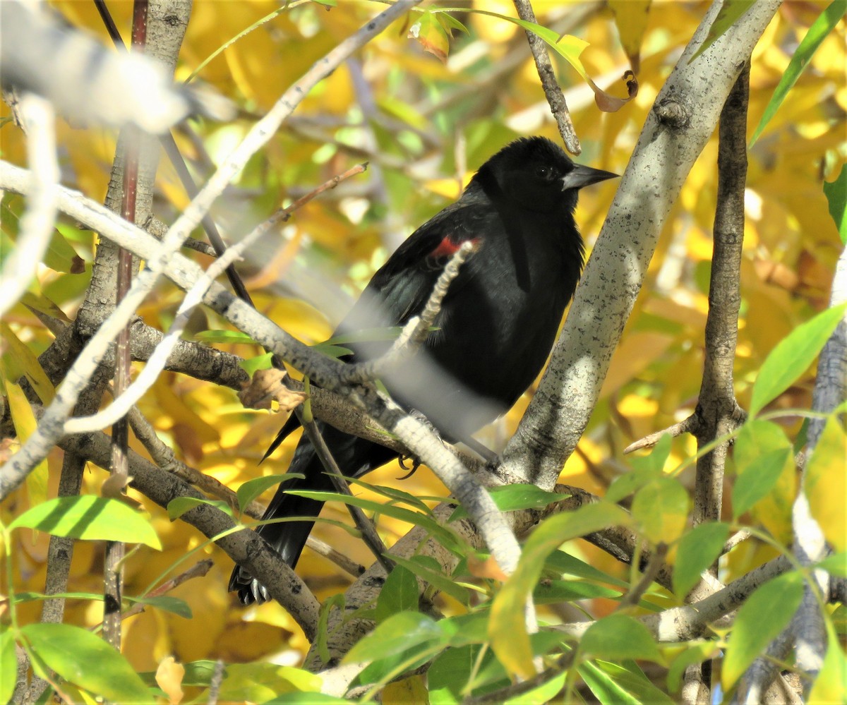 Red-winged Blackbird - Jan Thom