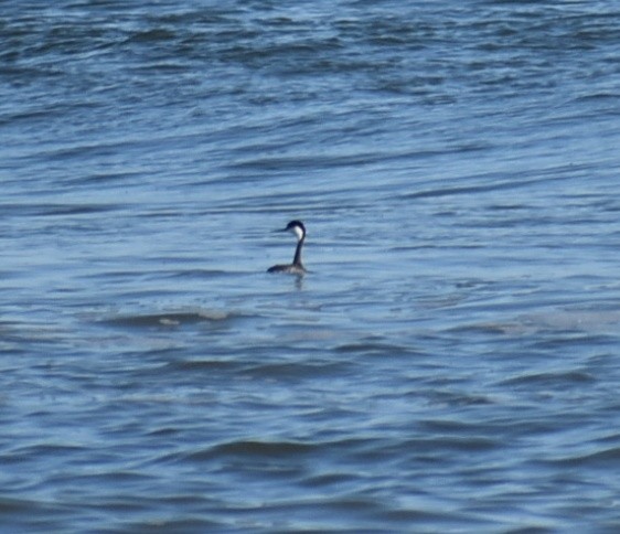 Western Grebe - Maggee Smith