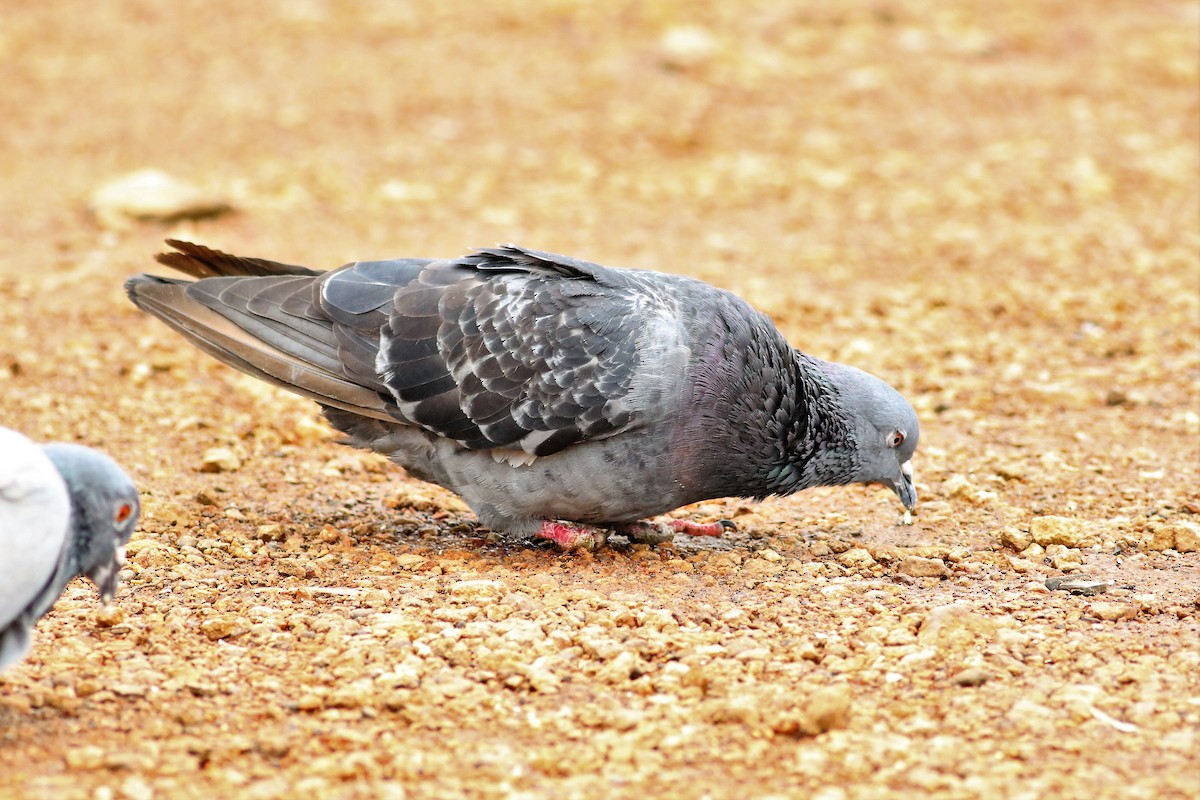 Rock Pigeon - Fadzrun A.