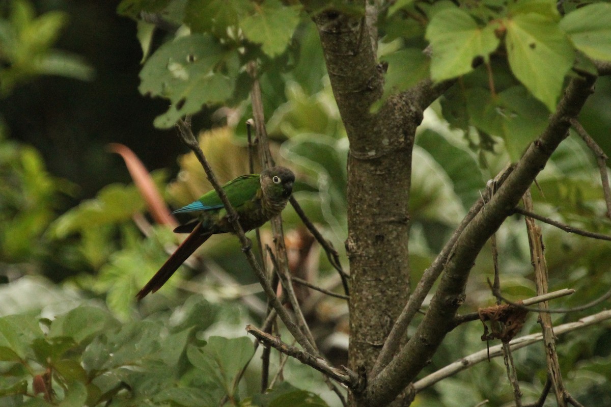 Green-cheeked Parakeet - Ryan Terrill