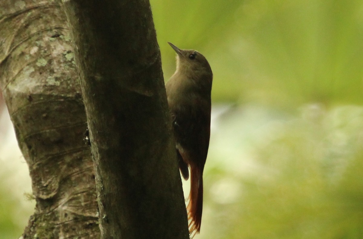 Olivaceous Woodcreeper - Ryan Terrill
