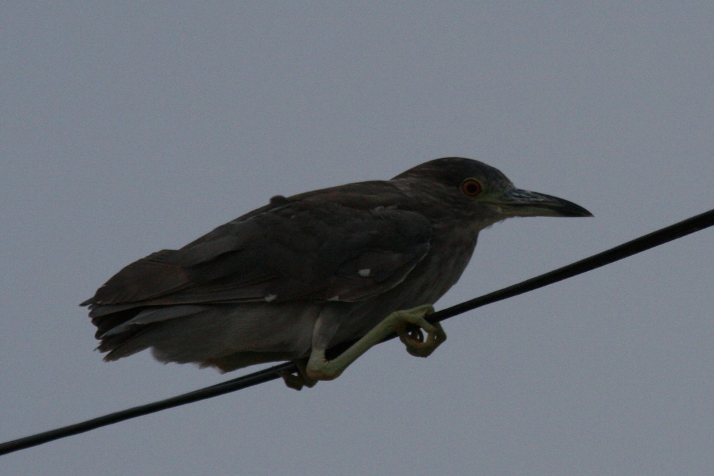 Black-crowned Night Heron - Justyn Stahl