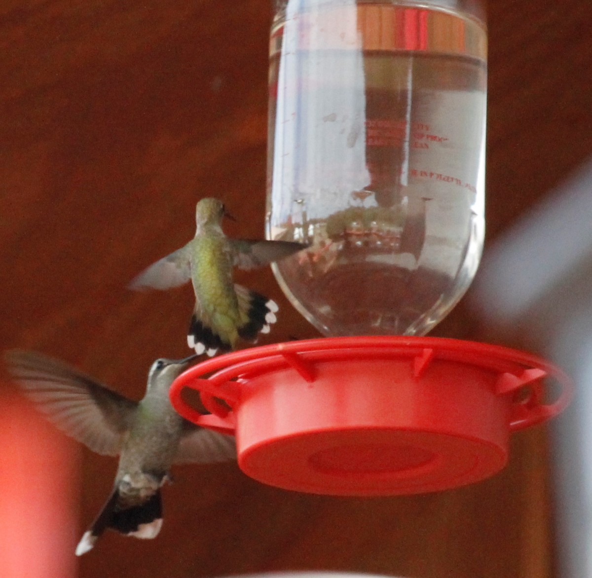 kolibřík blankytohrdlý - ML126982481