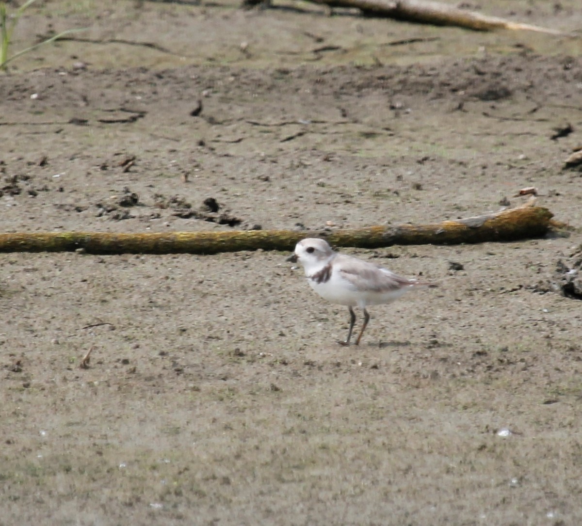 Piping Plover - ML126982501