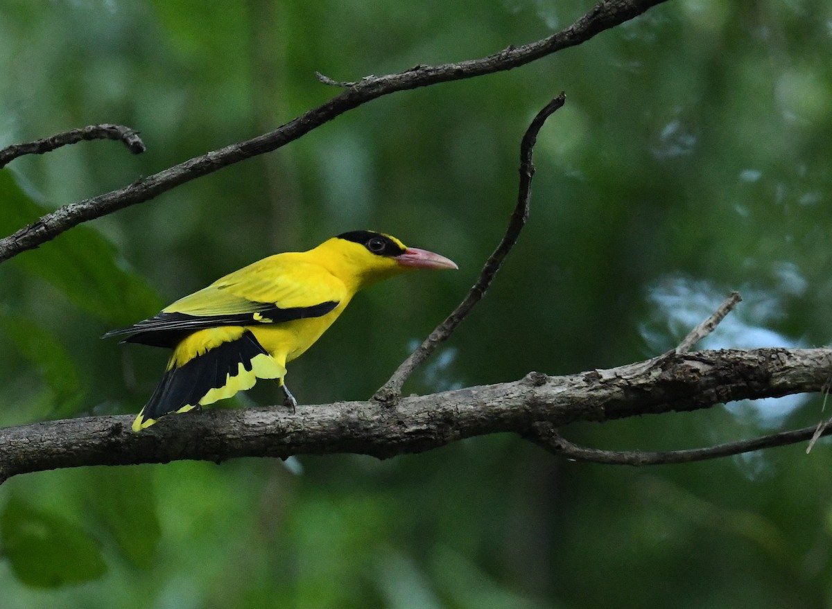 Black-naped Oriole - Mohammed Sayeer