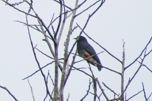 Swallow-winged Puffbird