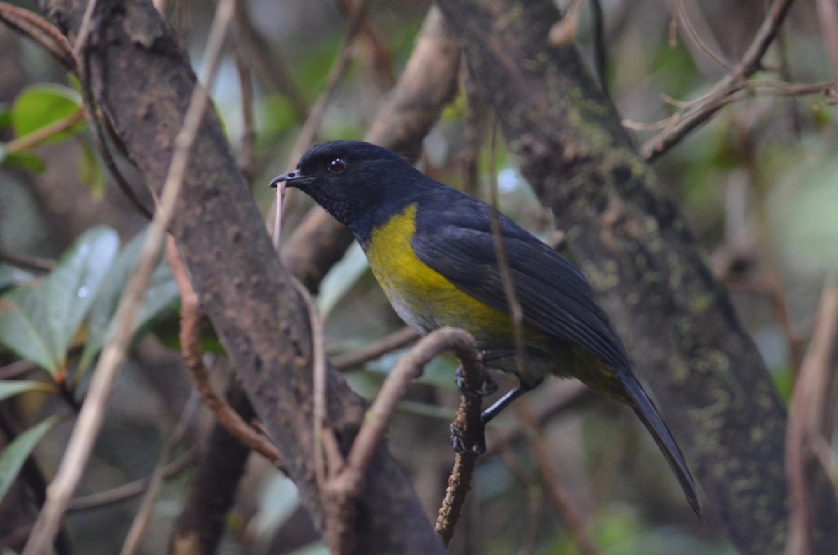 Black-and-yellow Silky-flycatcher - ML126990091