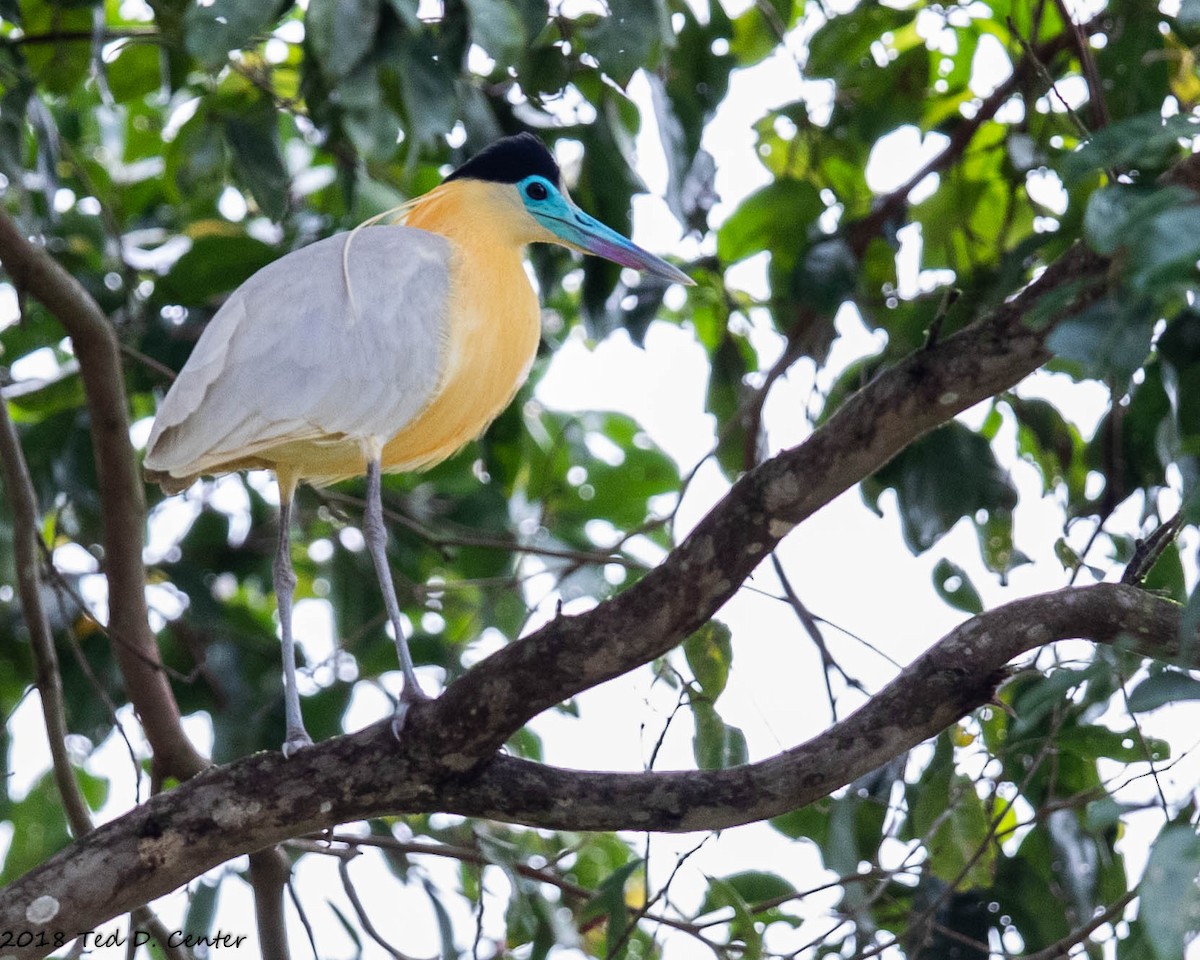 Capped Heron - Ted Center