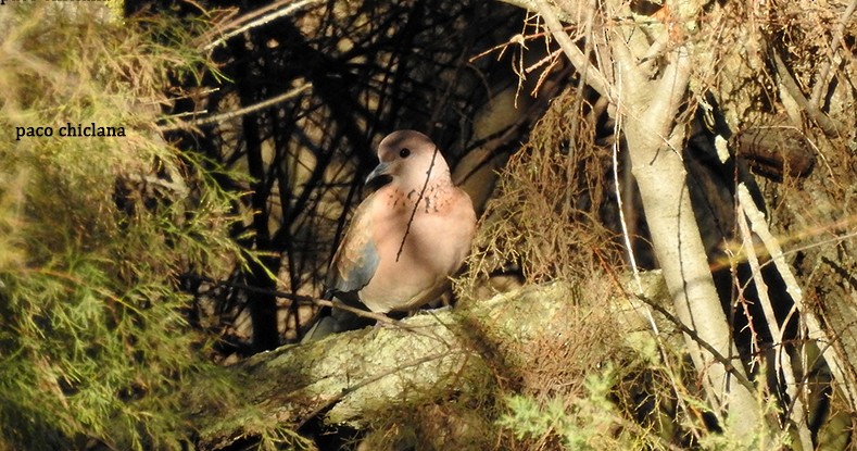 Laughing Dove - Paco Chiclana