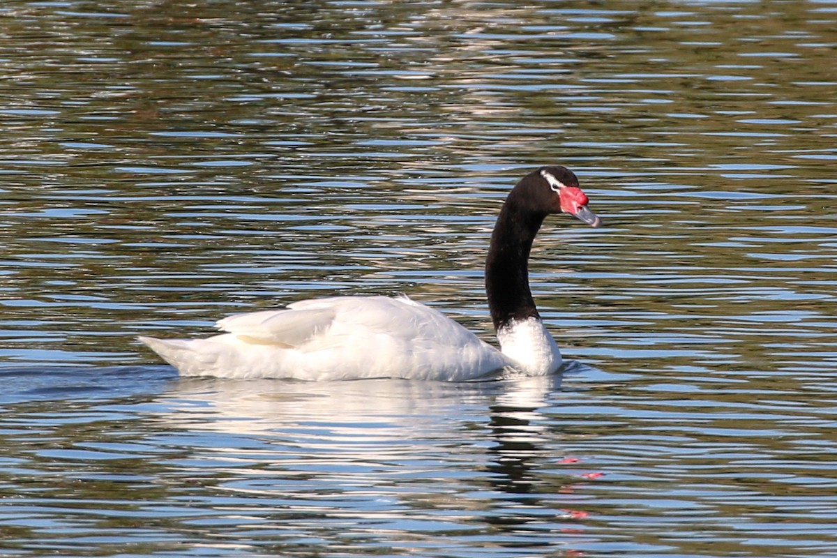 Black-necked Swan - ML126994211