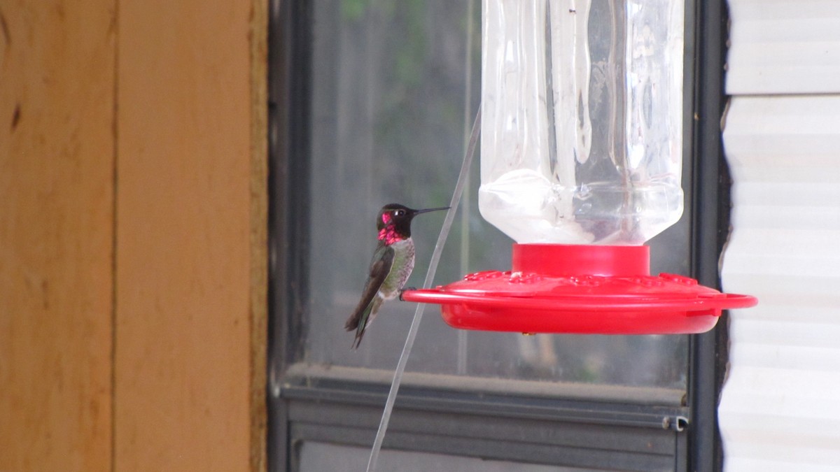 Anna's Hummingbird - ML126994581