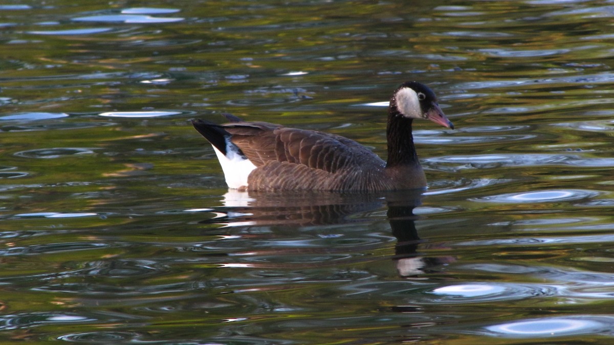 Graylag x Canada Goose (hybrid) - Bryant Olsen