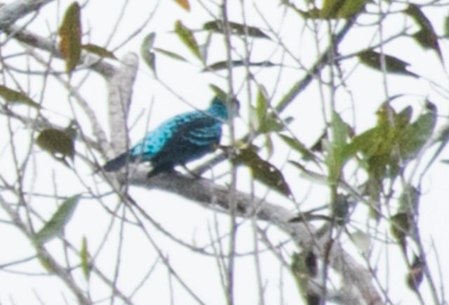 Spangled Cotinga