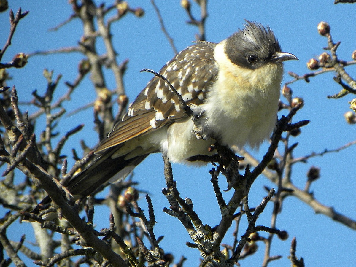 Great Spotted Cuckoo - ML126998651