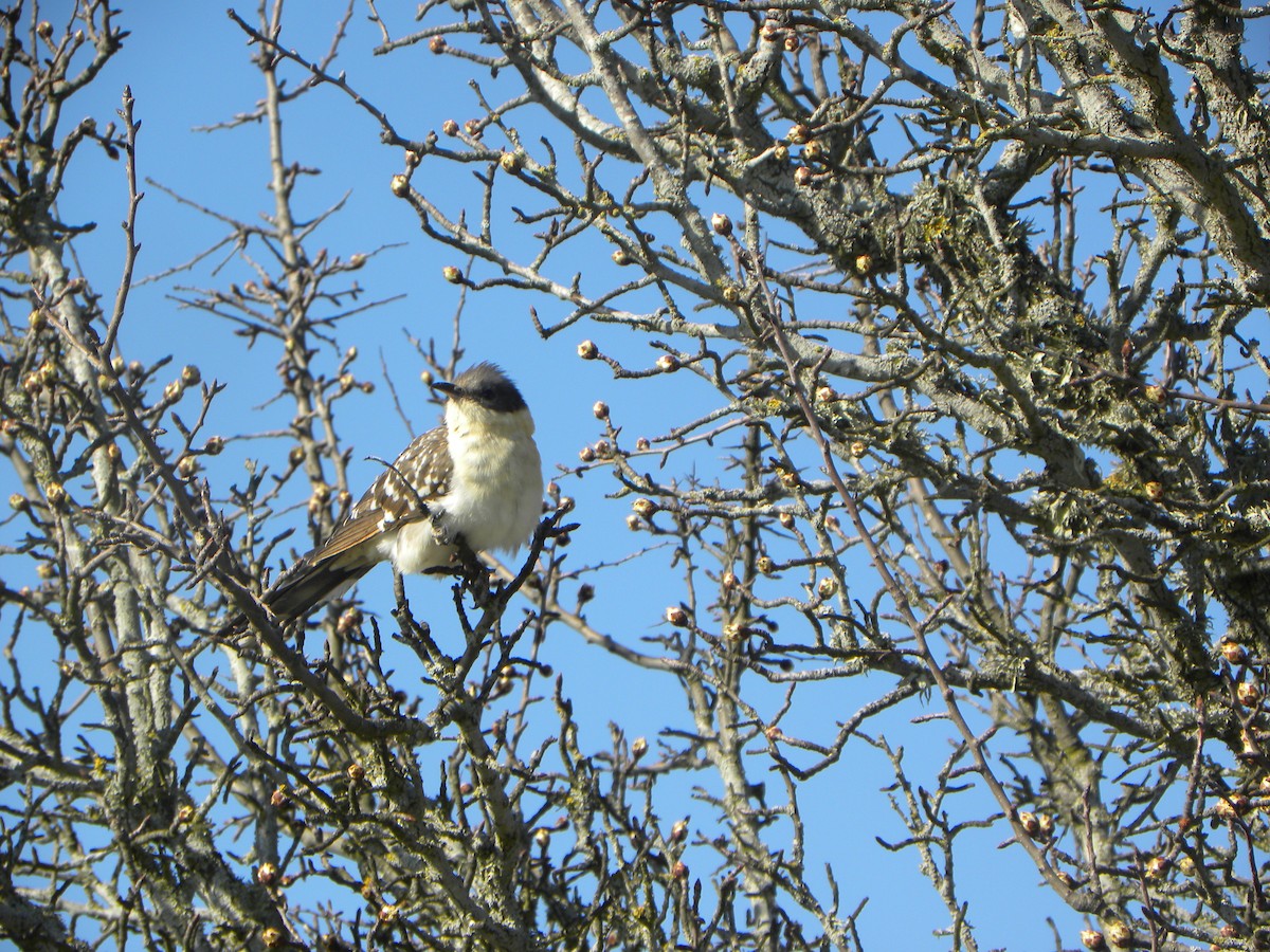 Great Spotted Cuckoo - ML126998681