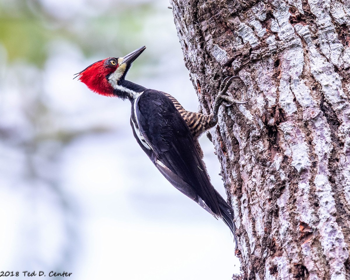 Lineated Woodpecker - Ted Center