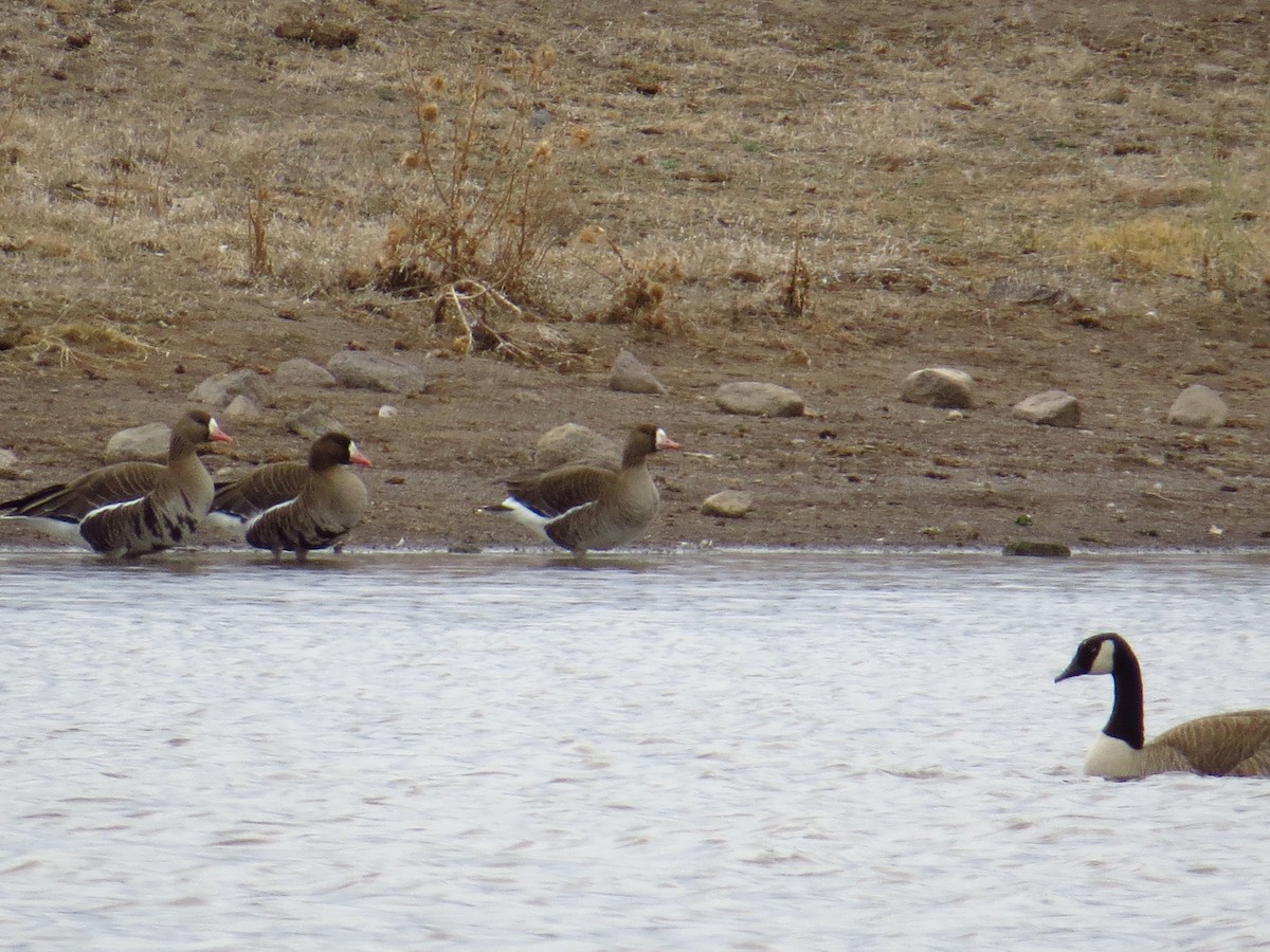 Greater White-fronted Goose - ML127003211
