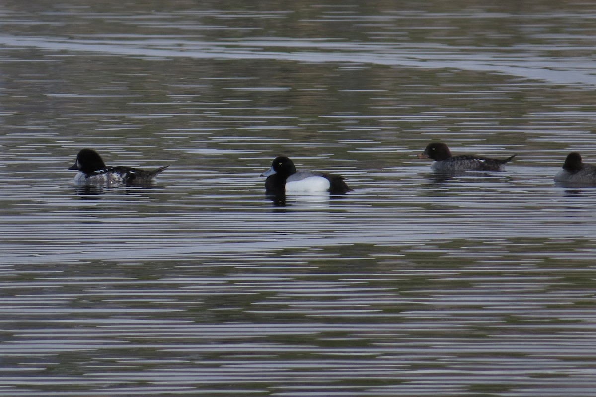Greater Scaup - ML127003441