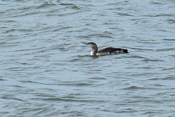 Red-throated Loon - Guido Bennen