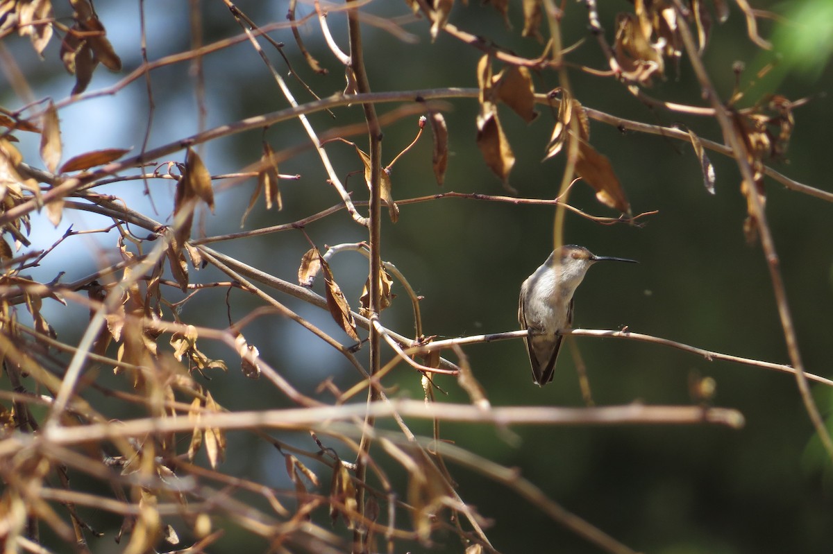 Costa's Hummingbird - Bryant Olsen